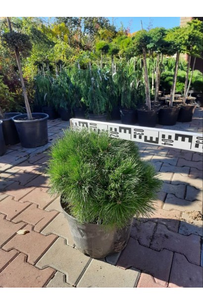 Сосна чорна Глобоза (Globosa) | Pinus nigra Globosa | Сосна чорна Глобоза (Globosa)